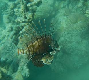 Feuerfisch am Innenriff 
