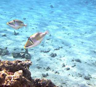 Schnorcheln am Hotelstrand Sonesta Club