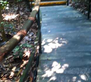Rainforestwalk