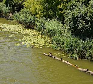 Jezioro Czerniakowskie