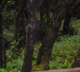 Impressionen La Gomera