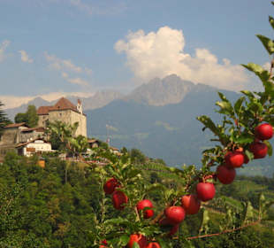 Kurz vor der Apfelernte