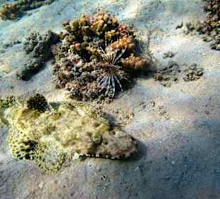 Schnorcheln Marsa Alam