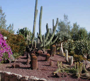 Oasis Park la Lajita