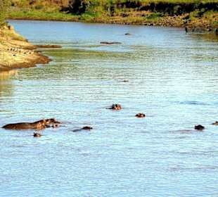 Die Hippos im Mara River