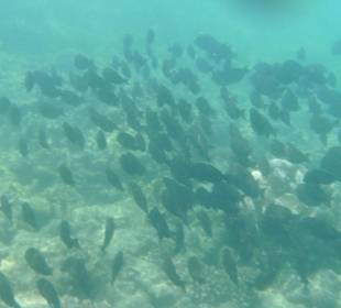 Fisch Family auf Tour