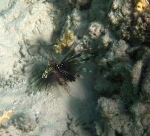 Feuerfisch auf der Jagd