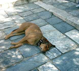 Cane nel partenone