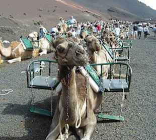 Kamel an Kamel
