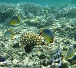 Beim Schnorcheln in der Blue Bay