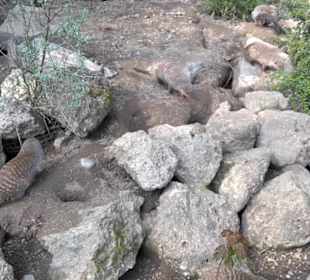 Südamerika Bereich - Zebramanguste