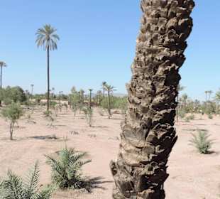 Wycieczka autobusem turystycznym po Marrakeszu