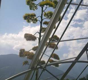 Ausgefallene Blumenblüten