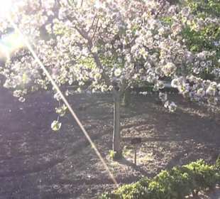 Real Jardín Botánico de Madrid