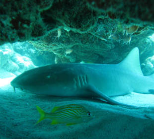Birthday - Shark