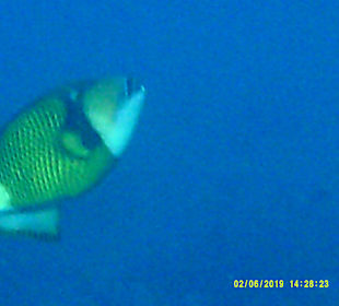 Schnorcheln Nabq Bay