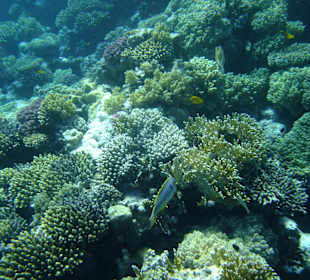 Riffe/Korallen