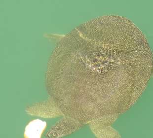 Rechts am Strand bis zum Hafen weiter gehen