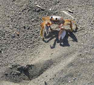 Krabbe am Strand, Puntarenas