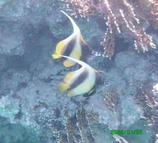 Wimpelfische