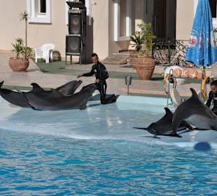 Dolphin Sharm elshiek show