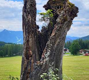 Wandern Ramsau am Dachstein