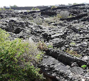 Fundacion Cesar Manrique