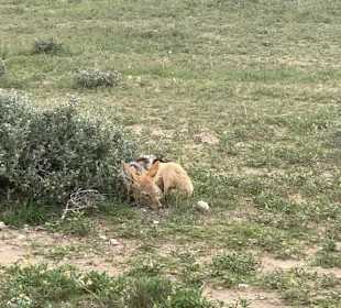 Gut Versteckt im Etosha Park