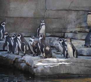 Tierpark Hagenbeck
