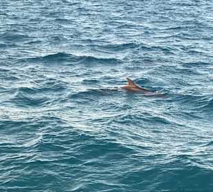 Delfinbegleitung auf dem Rückweg