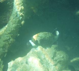Unterwasseraufnahme am Hausriff