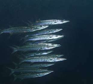 Schnorcheln Raja Ampat