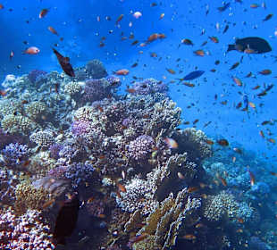 Schnorcheln am Hausriff