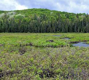 Algonquin Provincial Park, Spruce Bog Boardwalk