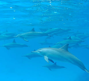 Delphin Tour
