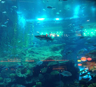Aquarium