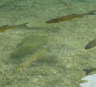 Tolles Wasser