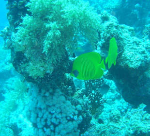 Tauchausflug mit Regina