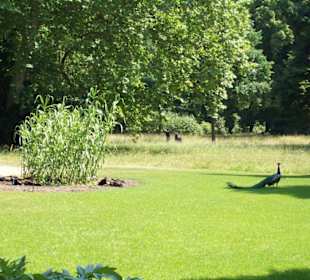 Pfau auf der Pfaueninsel 2