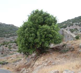 Anemourion in Anamur