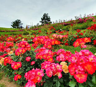 Gesamtansicht Rosengarten