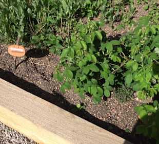 Arzneipflanzengarten Klosterreichenbach