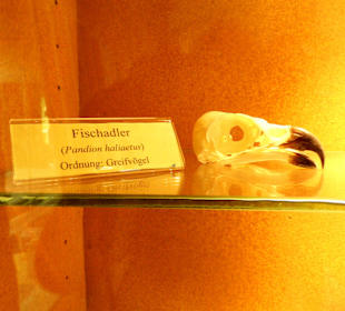 Arche Tierschädelsammlung