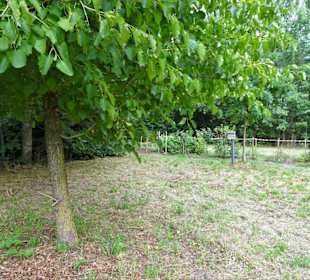 Rundgang durch das Arboretum in Wildeshausen