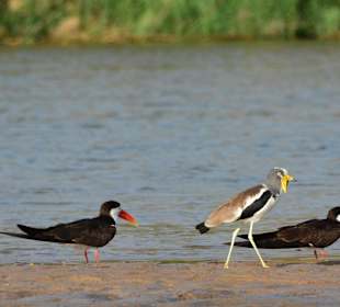 Ruijfi Fluss Selous Nationalpark