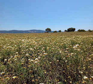 Stadtrundgang Didim