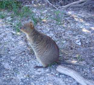 Ein Quokka