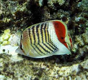 Rotmeer-Winkelfalterfisch