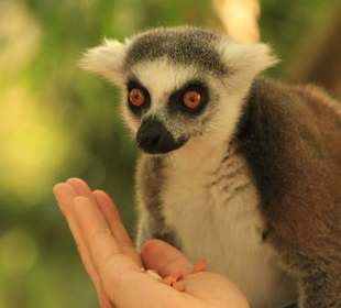 Gefräßige Lemuren