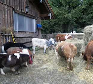 Gut Aiderbichl Fressstation